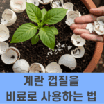 계란 껍질을 비료로 사용하는 법