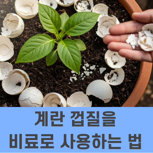 계란 껍질을 비료로 사용하는 법